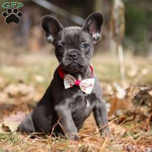 Stella, French Bulldog Puppy